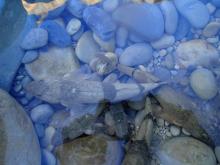 Université d'Aix-Marseille / IRSTEA